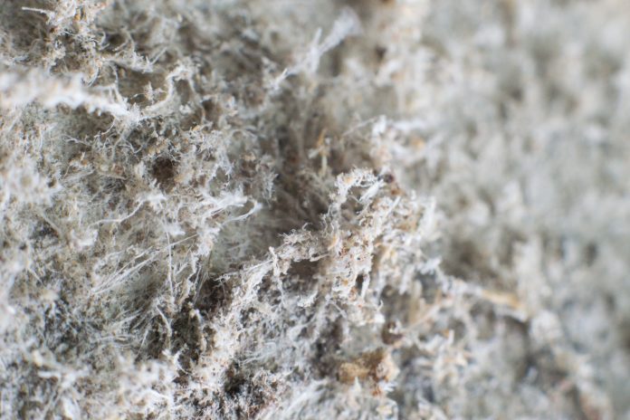 Detailed photography of constructional material with asbestos fibres. Health harmful and hazards effects. Prolonged inhalation of microscopical fibers causes fatal illnesses including lung cancer, mesothelioma