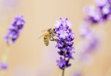 A close up of a honey bee on a lavender flower