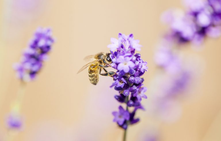 A close up of a honey bee on a lavender flower