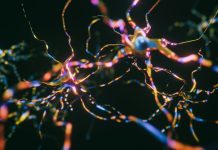 Neurons Cells System