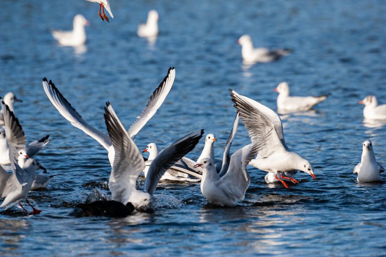 New bird flu outbreak is devastating UK seabird colonies