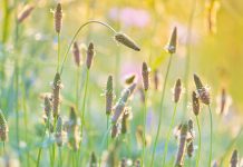 Plantago ovata (known as blond plantain, desert Indian wheat (इसबगोल) , blond psyllium) is a medicinal plant native to Western Asia and Southern Asia.