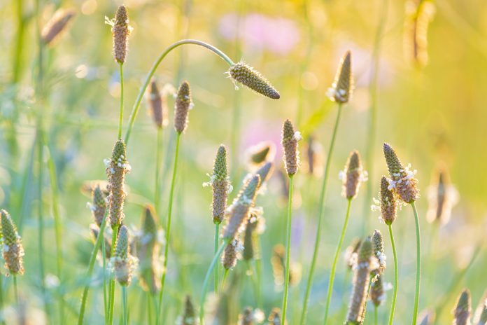 Plantago ovata (known as blond plantain, desert Indian wheat (इसबगोल) , blond psyllium) is a medicinal plant native to Western Asia and Southern Asia.