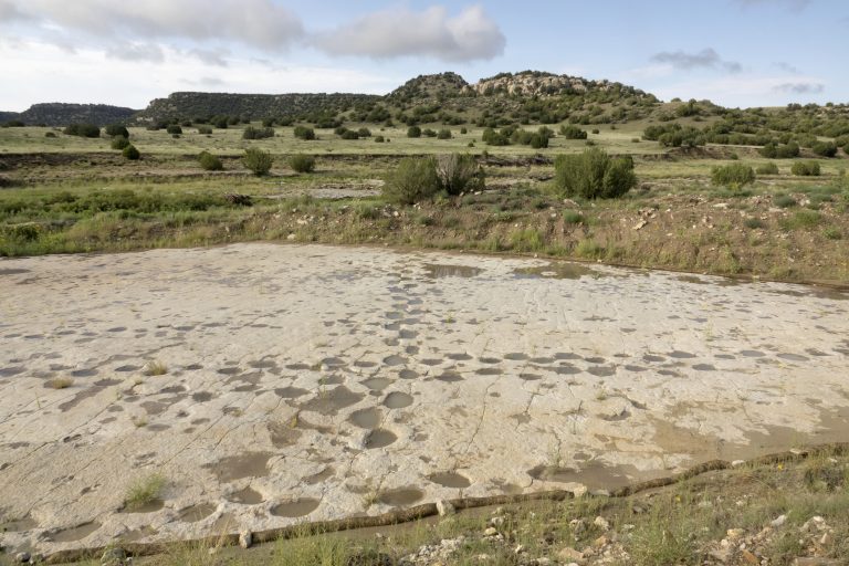 A single set of animal tracks can yield a wealth of valuable information