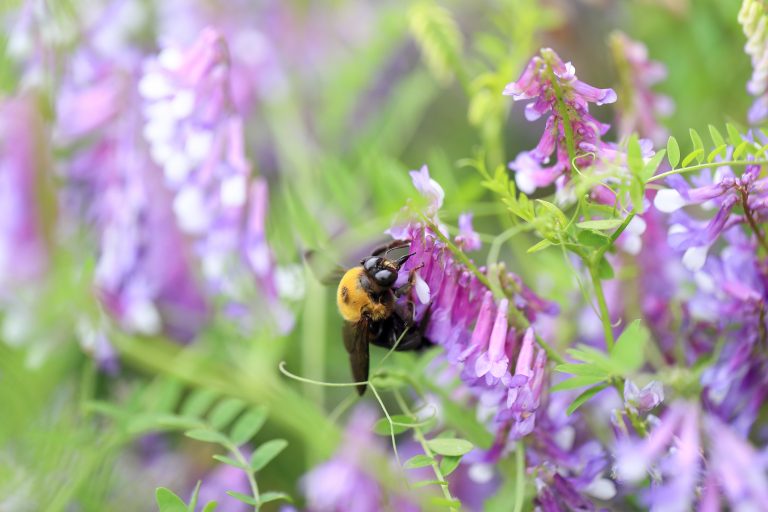 Maternal care deficiency: Affecting development and health of carpenter bees