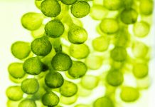 macro microscope closeup shot of green algae water plant with biotechnology science laboratory background, alternative fuel or nature bio-fuel experiment research in biology and environment technology, investigating algae to understand plant evolution