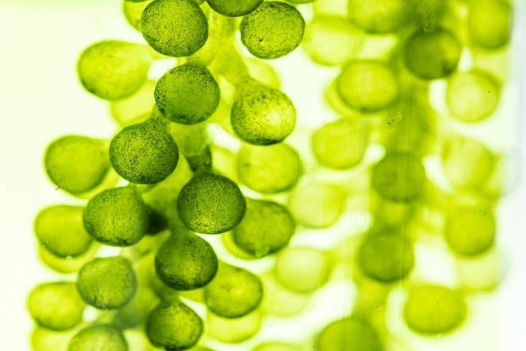 macro microscope closeup shot of green algae water plant with biotechnology science laboratory background, alternative fuel or nature bio-fuel experiment research in biology and environment technology, investigating algae to understand plant evolution