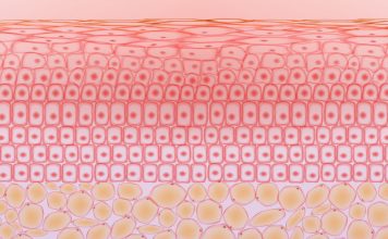 Skin tissue cells and fat tissue cells ,dermis and adipocytes