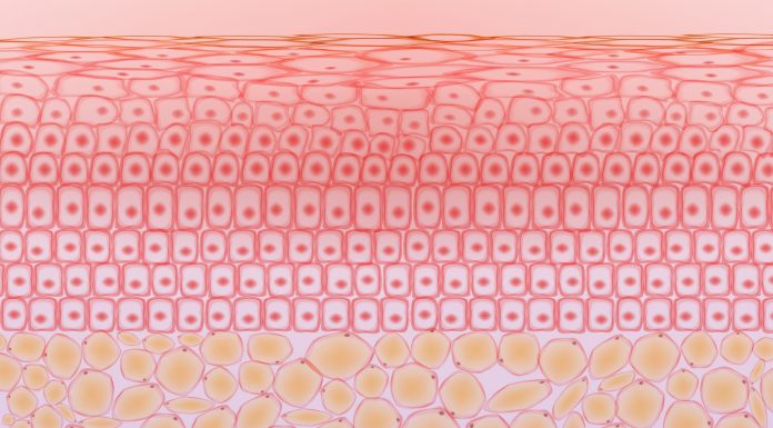 Skin tissue cells and fat tissue cells ,dermis and adipocytes