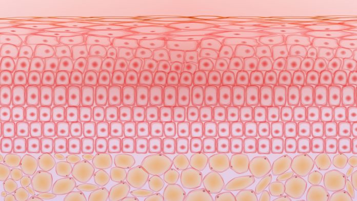 Skin tissue cells and fat tissue cells ,dermis and adipocytes