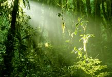 Morning in Rainforest, biodiversity