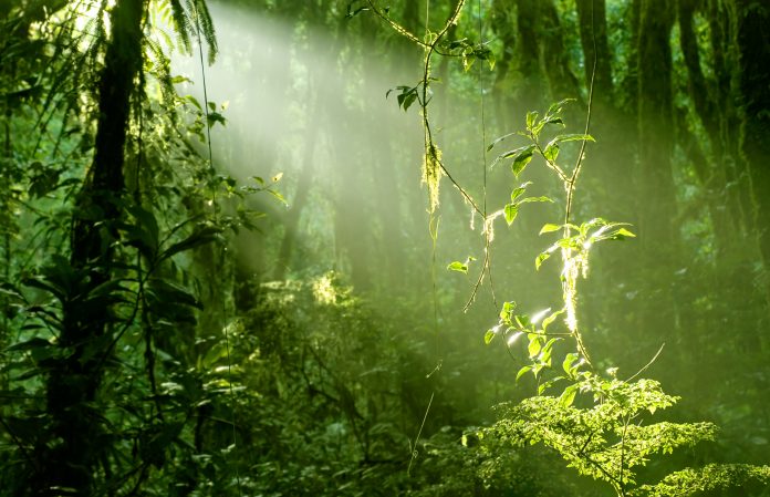 Morning in Rainforest, biodiversity