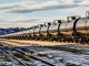 A very long oil train passing through a railyard in Havre, Montana, transporting fossil fuel from the oil fields of Williston, North Dakota. High resolution color photograph with copy space for your message. Horizontal composition.