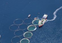 Aerial view of fish farm