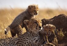 Mother cheetah and cubs – Masai Mara, Kenya