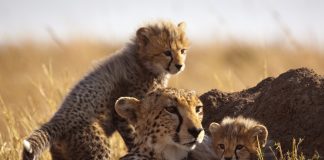 Mother cheetah and cubs – Masai Mara, Kenya