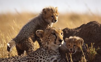 Mother cheetah and cubs – Masai Mara, Kenya