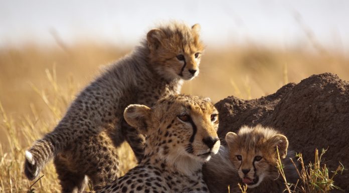 Mother cheetah and cubs – Masai Mara, Kenya