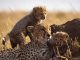 Mother cheetah and cubs – Masai Mara, Kenya