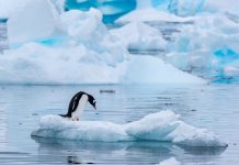 Gentoo penguin standing on an ice floe in Antarctica