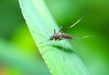 Mosquito in macro photo