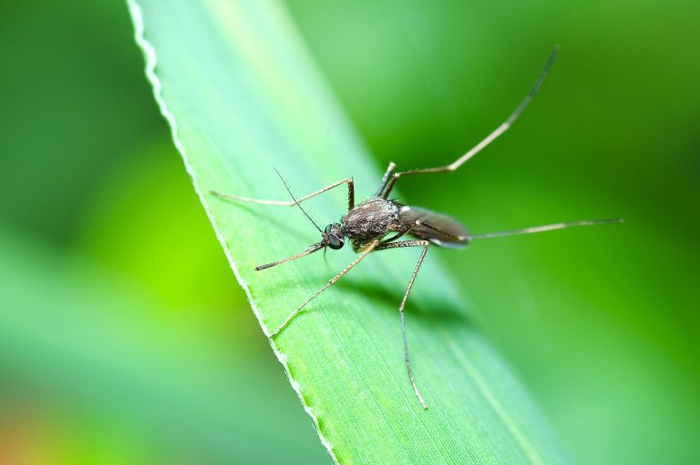 Mosquito in macro photo