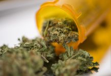 Closeup of medical marijuana bud flowers in a prescription pill bottle.