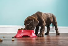 A low angle view of a cute adorable 7 week old Chocolate Labrador Retriever puppy eating from a red dog dish that is sitting on a dark hardwood floor with a white baseboard and teal colored wall in the background