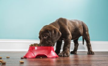 A low angle view of a cute adorable 7 week old Chocolate Labrador Retriever puppy eating from a red dog dish that is sitting on a dark hardwood floor with a white baseboard and teal colored wall in the background