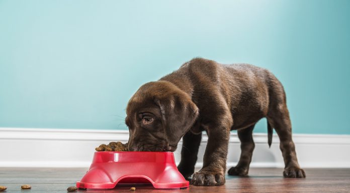 A low angle view of a cute adorable 7 week old Chocolate Labrador Retriever puppy eating from a red dog dish that is sitting on a dark hardwood floor with a white baseboard and teal colored wall in the background