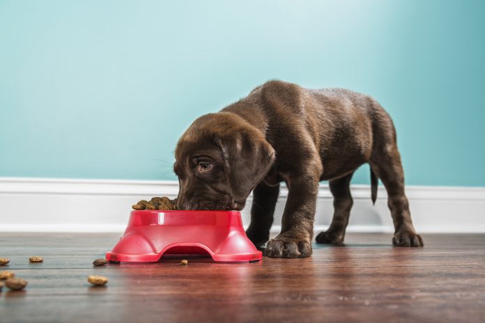 A low angle view of a cute adorable 7 week old Chocolate Labrador Retriever puppy eating from a red dog dish that is sitting on a dark hardwood floor with a white baseboard and teal colored wall in the background