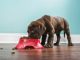 A low angle view of a cute adorable 7 week old Chocolate Labrador Retriever puppy eating from a red dog dish that is sitting on a dark hardwood floor with a white baseboard and teal colored wall in the background