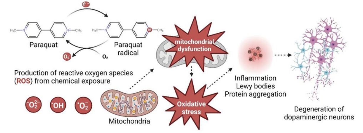 Figure 2. Proposed mechanism by which the pesticide paraquat promotes death of dopaminergic neurons. Paraquat is readily oxidized to give rise to oxygen free radicals (O2-), also known as reactive oxygen species (ROS), which can then cause oxidative damage via disruption of mitochondrial function. Oxidative damage can increase neuronal cell atrophy by triggering inflammation in the brain, also known as neuroinflammation, and by promoting the formation of Lewy bodies in dopaminergic neurons, which are clumps or aggregates of the protein, alpha-synuclein, that interfere with neuronal cell function. Created using BioRender.com.