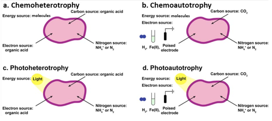 Diagram of four primary metabolic modes as used by PNSB. Figure adapted from Bai et al (2021)