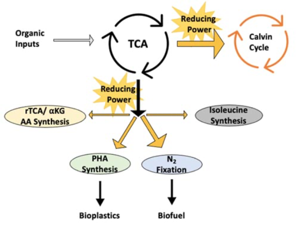 Diagram of redox-balancing pathways used by PNSB. rTCA and isoleucine synthesis are only identified for some species