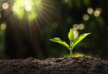 young plant growing in garden with sunlight