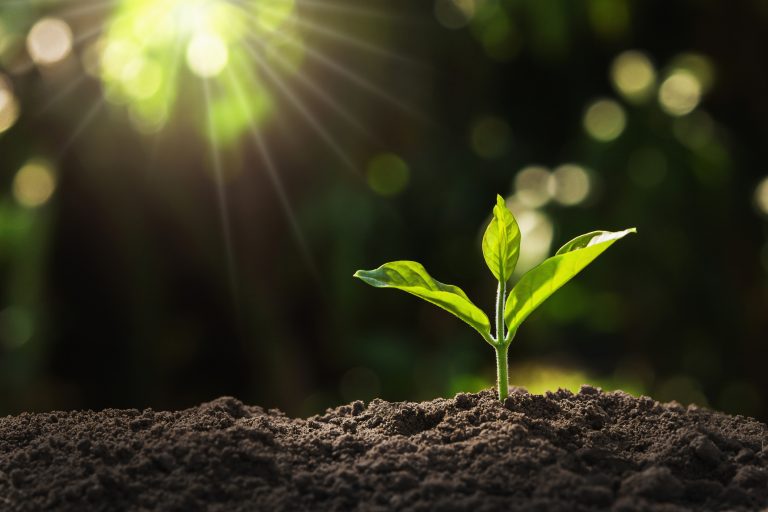 young plant growing in garden with sunlight