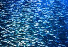 A school of anchovies swimming in the deep blue sea of the Pacific Ocean, Anchovies are commonly used as "bait fish" for fishermen.