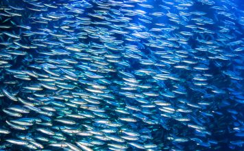 A school of anchovies swimming in the deep blue sea of the Pacific Ocean, Anchovies are commonly used as "bait fish" for fishermen.