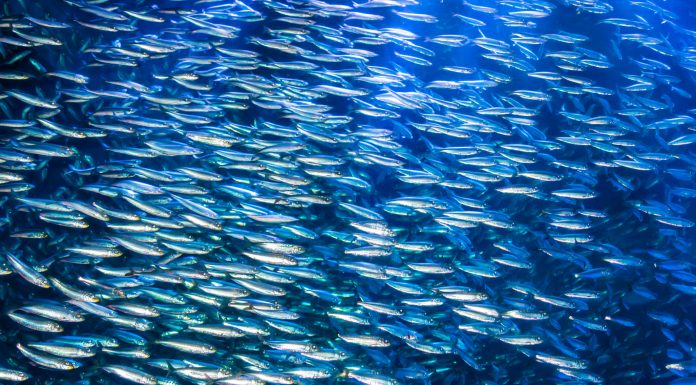 A school of anchovies swimming in the deep blue sea of the Pacific Ocean, Anchovies are commonly used as "bait fish" for fishermen.