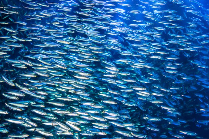 A school of anchovies swimming in the deep blue sea of the Pacific Ocean, Anchovies are commonly used as 
