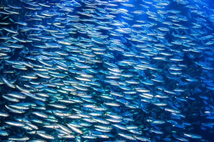A school of anchovies swimming in the deep blue sea of the Pacific Ocean, Anchovies are commonly used as "bait fish" for fishermen.