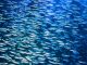 A school of anchovies swimming in the deep blue sea of the Pacific Ocean, Anchovies are commonly used as "bait fish" for fishermen.
