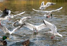 Black headed gulls in winter plumage, Chroicocephalus ridibundus