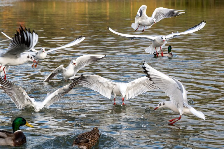 Black headed gulls in winter plumage, Chroicocephalus ridibundus