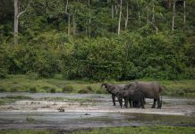 Herd of African forest elephants in the rainforest, Congo