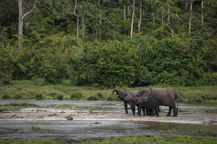 Herd of African forest elephants in the rainforest, Congo