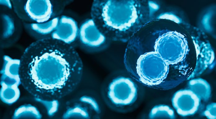Stem cells, cancer survival rates