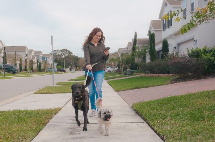 woman walking dogs in neighbourhood