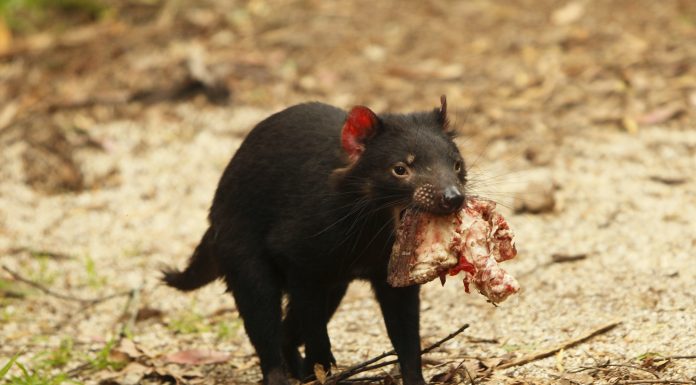 Tasmanian Devil